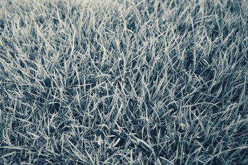 Black and white grass plant background texture