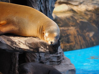 動物園のアシカ
