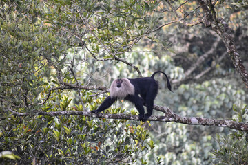 Lion Tailed Monkey
