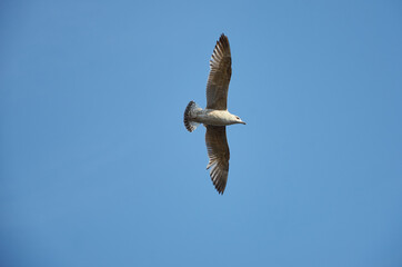 seagull in flight