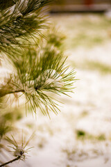 first snow on a small cedar, cedar pine, natural background