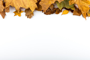 Fall leaves flat lay photo on white backdrop. Different colorful dry leaf.