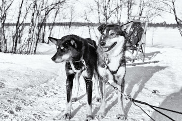 Dog sledding