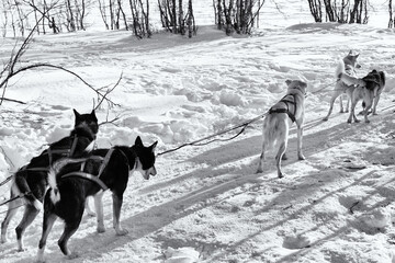 Dog sledding