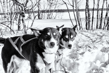 Dog sledding