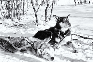 Dog sledding