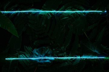 Concept of green leaves and neon blue light. Flat lay photo on the black backdrop.