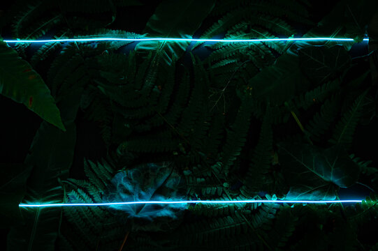 Concept Of Green Leaves And Neon Blue Light. Flat Lay Photo On The Black Backdrop.