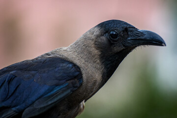 close up of a crow