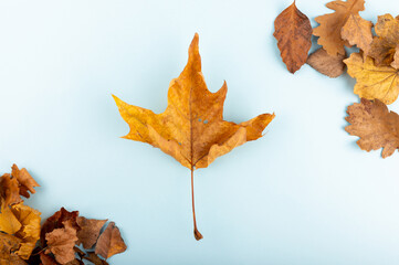 Minimal fall theme flat lay photo of leaves. Seasonal dry leaf on the blue trendy backdrop.