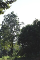 Tree in the forest and sky
