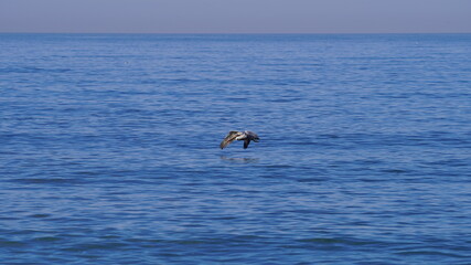Obraz na płótnie Canvas pelican flying over the ocean Los Angeles
