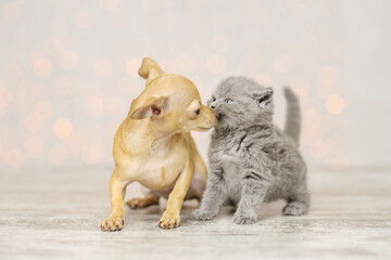 Kitten sniffs a puppy sitting next to him on the background of lights