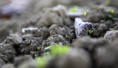 Grass sprouts on ground