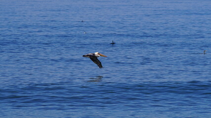 Fototapeta na wymiar pelican flying over the ocean Los Angeles