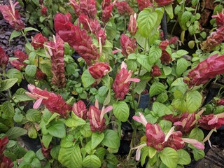 Red bracts with pink wings flowers of Shrimp plant (Justicia brandegeeana)