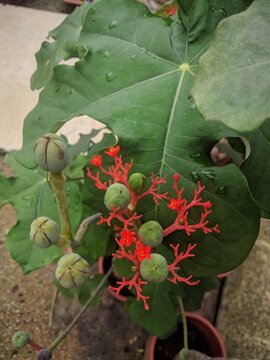 Close up on the green seed capsules and red flower clusters of Bottle Euphorbia (Jatropha podagrica)