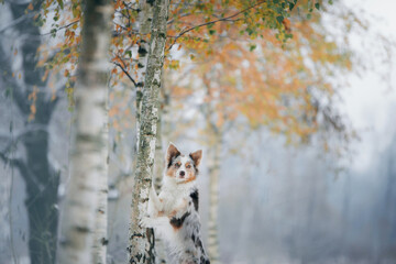 dog in snow, winter mood. Obedient border collie in nature. 