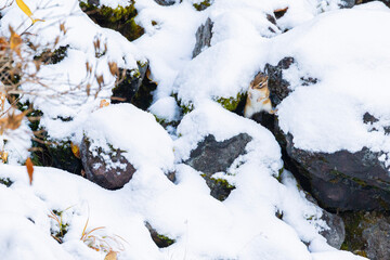 snow on a tree