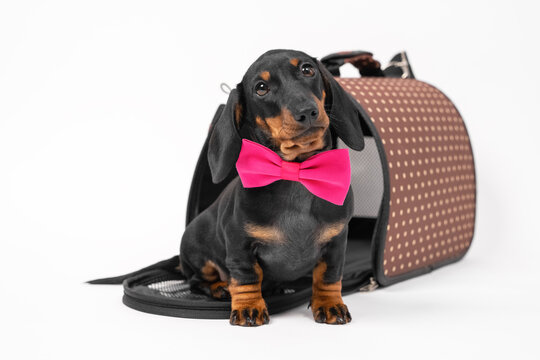 Obedient Puppy Dachshund Dog In A Pink Bow Tie Sits In Pet Carrier On A White Background And Waits The Owner. Safe Travel With Animals By Plane Or Train. Customs Quarantine Before Or After