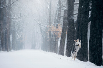 dog in snow, winter mood. Obedient border collie in nature. 