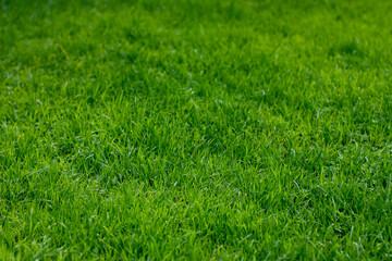 green grass background