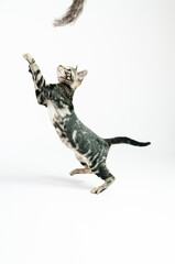 Fototapeta premium Gato saltando
