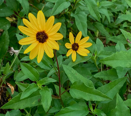 Beach sunflower