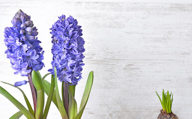 close on blue hyacinth blooming on white wooden background