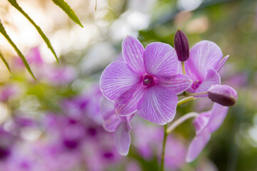 Beautiful purple orchid,Blooming in the garden