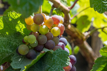 Uvas en una parra de vid