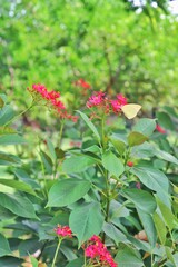 red flowers in the garden