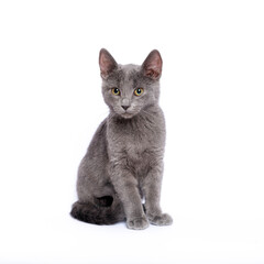 Gray kitten isolated on white background