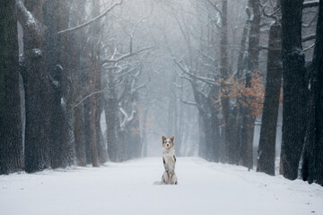dog in snow, winter mood. Obedient border collie in nature. 