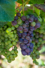 Racimos de uvas en el norte de Tenerife, Canarias