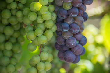Detalle de racimos de uvas