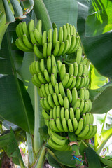 Racimo de plátanos en una finca agrícola