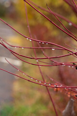 Beautiful red bush after rain. Red branches covered with water drops, without leaves in November