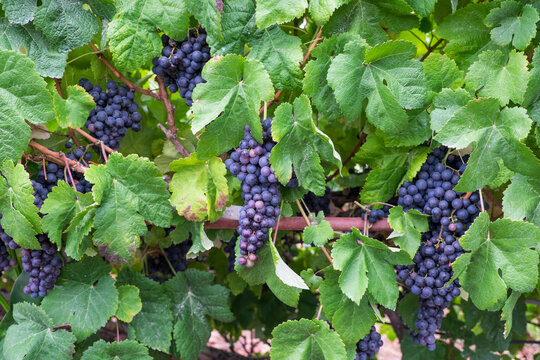 Racimos de uvas entre las hojas de la parra