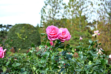pink roses in garden
