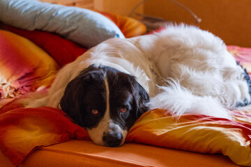 Obraz premium Big Landseer dog is very playful