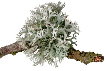 Macro shot of a lichen on a dead branch - obrazy, fototapety, plakaty