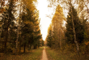 The beautiful avenue in the autumn park with a lot of trees and yellow leaves on the floor