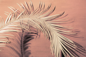 Fototapeta premium Tropical palm leaves colour close up set sail champagne branch light shadow