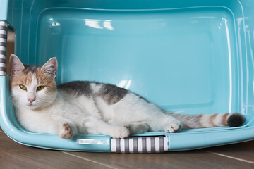 Funny, cute, beautiful tree-colored ginger domestic cat lying in plastic turquoise basin. Veterinary and Internatinal cat day concept. Selective focus