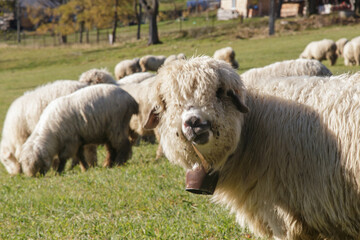 Funny sheep chewing grass and looking at the photographer
