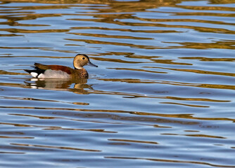 Precioso pato en aguas tranquilas