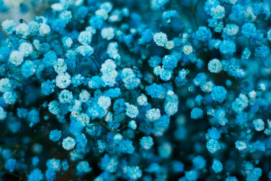 Full Frame Shot Of Blue Flowers Blooming Outdoors