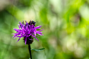 Honey bee collecting nectar from a pink flower,