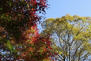 紅葉した木